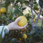 Jobs Picking Fruit in Canada that Allow Free Visa Sponsorships