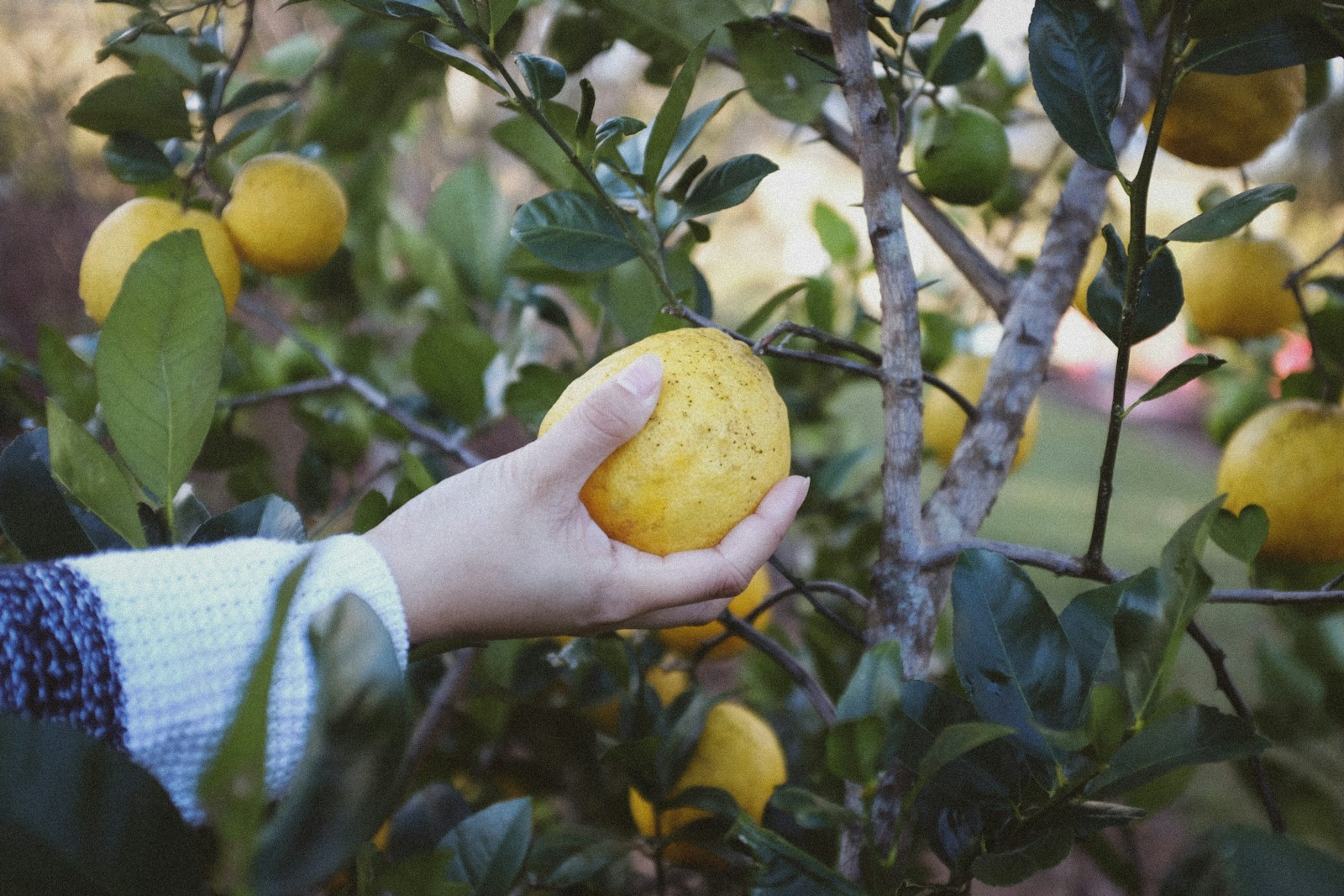 Jobs Picking Fruit in Canada that Allow Free Visa Sponsorships