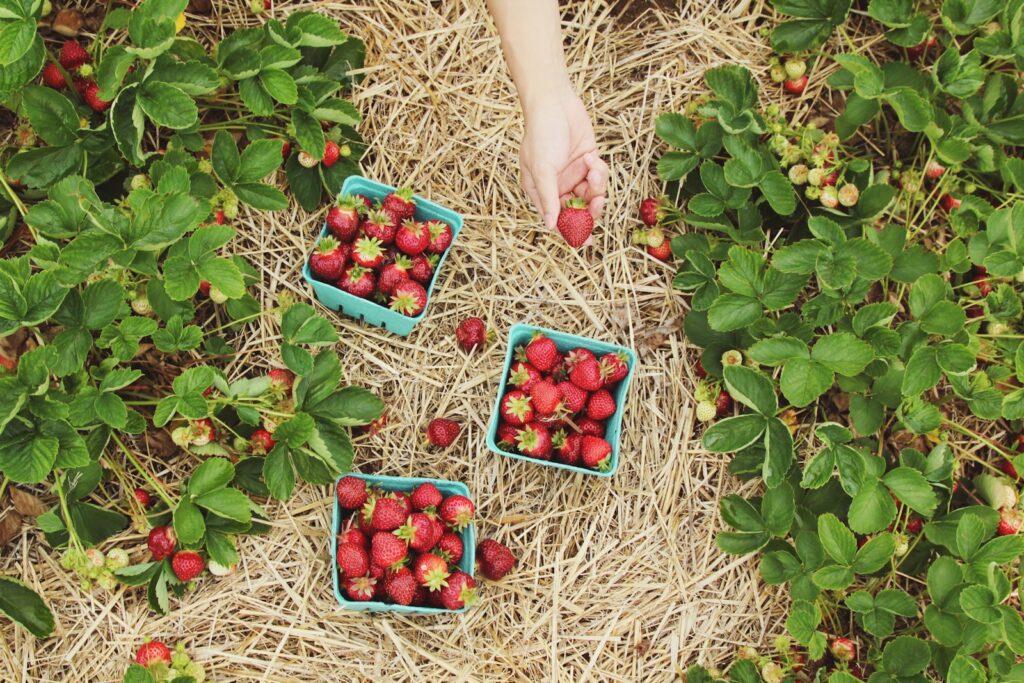 Fruit Picking Jobs in Canada