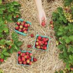 Fruit Picking Jobs in Canada