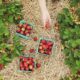 Fruit Picking Jobs in Canada